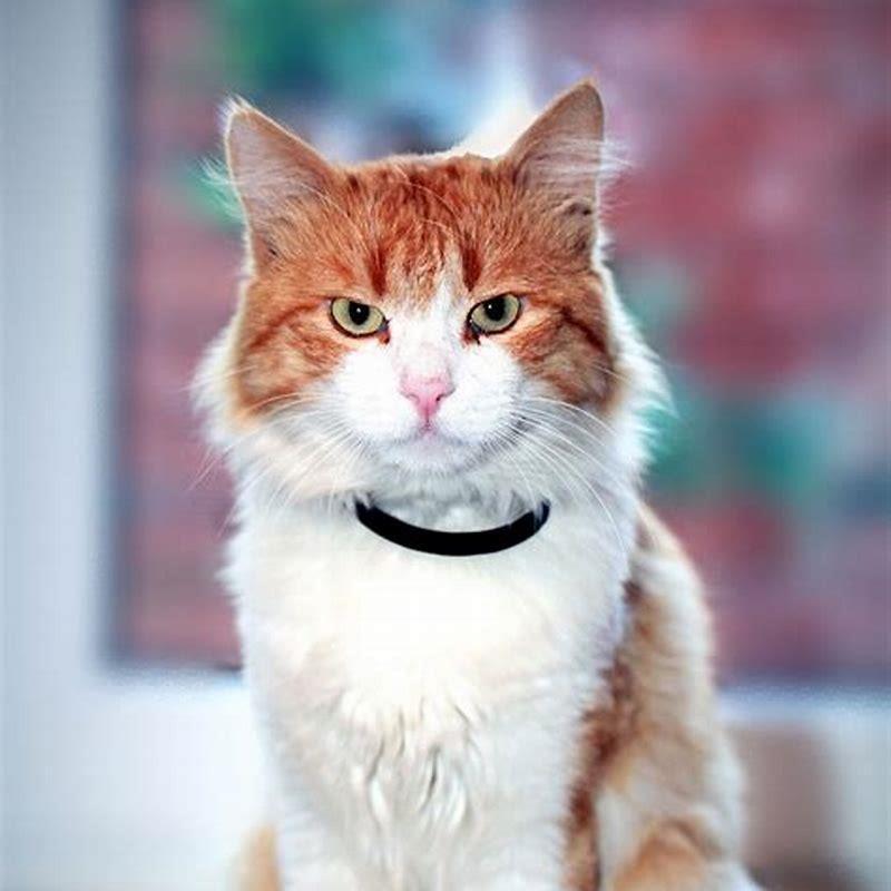 What can I give my cat to calm down?