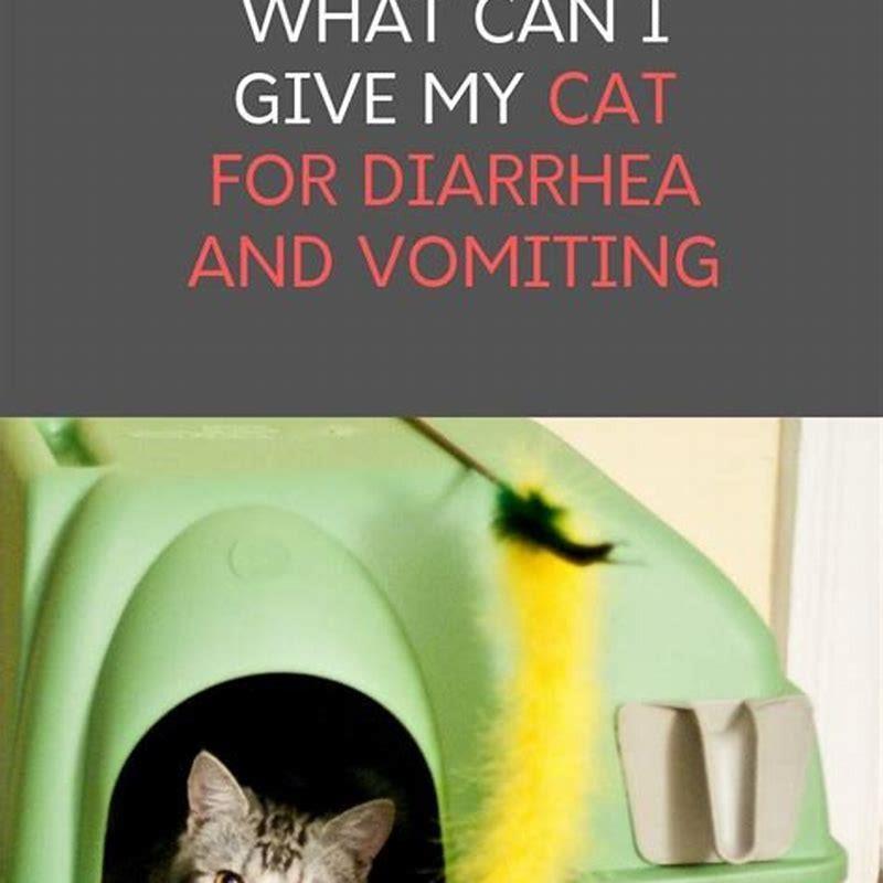 what-can-i-give-my-cat-to-stop-vomiting-diy-seattle