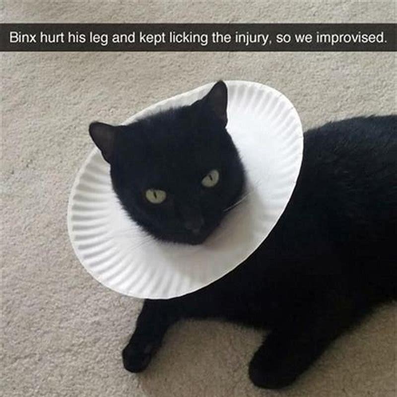 What can I use instead of a cat cone?