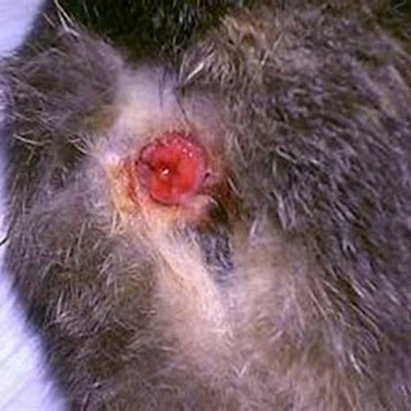 What can you do for a cat with a prolapsed anus?