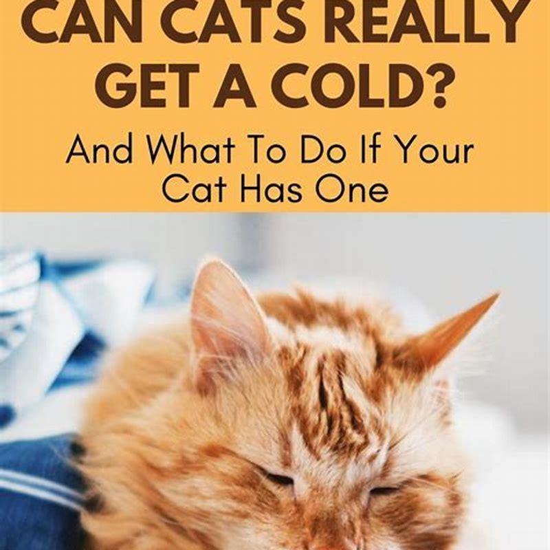 What can you do if your cat has a cold? DIY Seattle