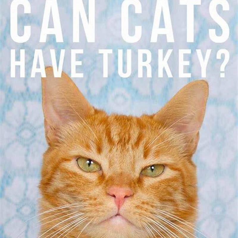 What can you feed cats on Thanksgiving?