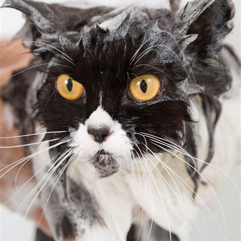 what-can-you-wash-cats-with-diy-seattle