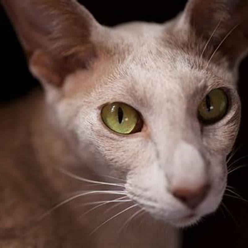 What cat breed is best for allergy sufferers?