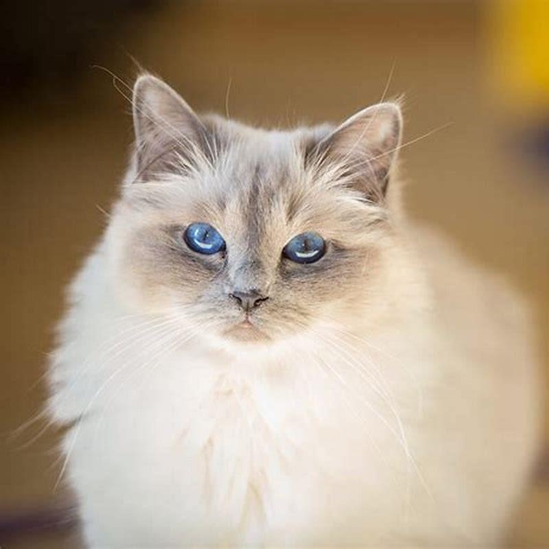 What cat breed is the fluffiest?