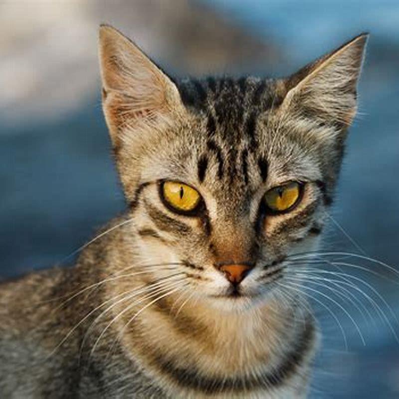 What Cat Did Domesticated Cats Come From DIY Seattle