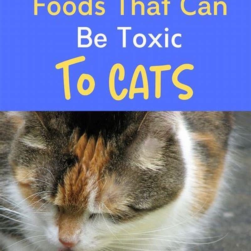 What Cat Food Is Bad For Cats DIY Seattle