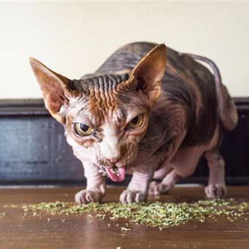 What cats make a Sphynx cat?