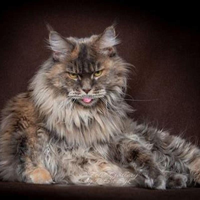 What cats make Maine Coons? - DIY Seattle