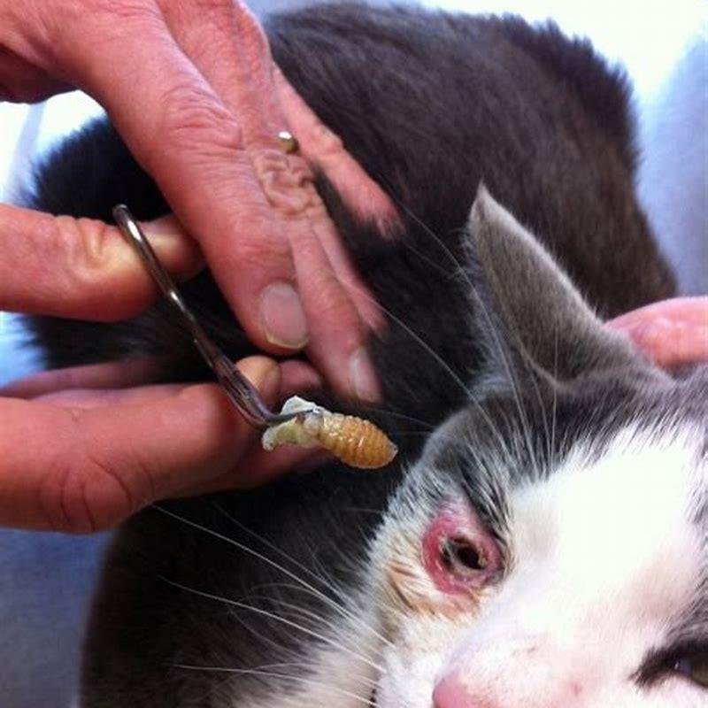 What causes a botfly infestation?