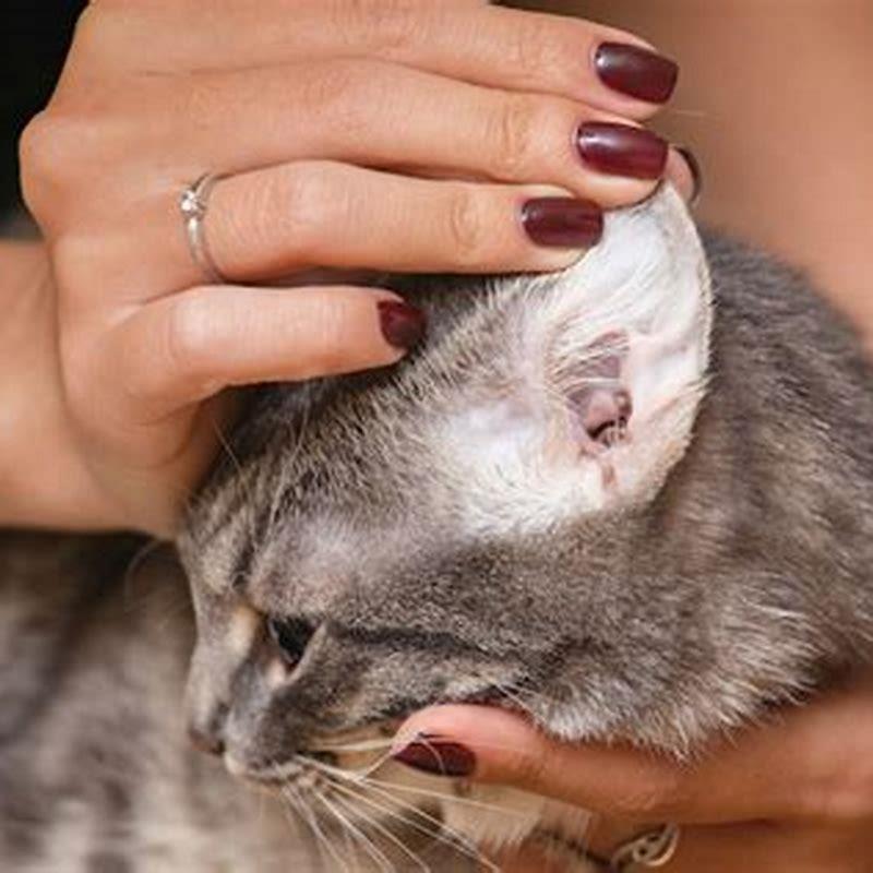 what-causes-cat-ear-mites-diy-seattle