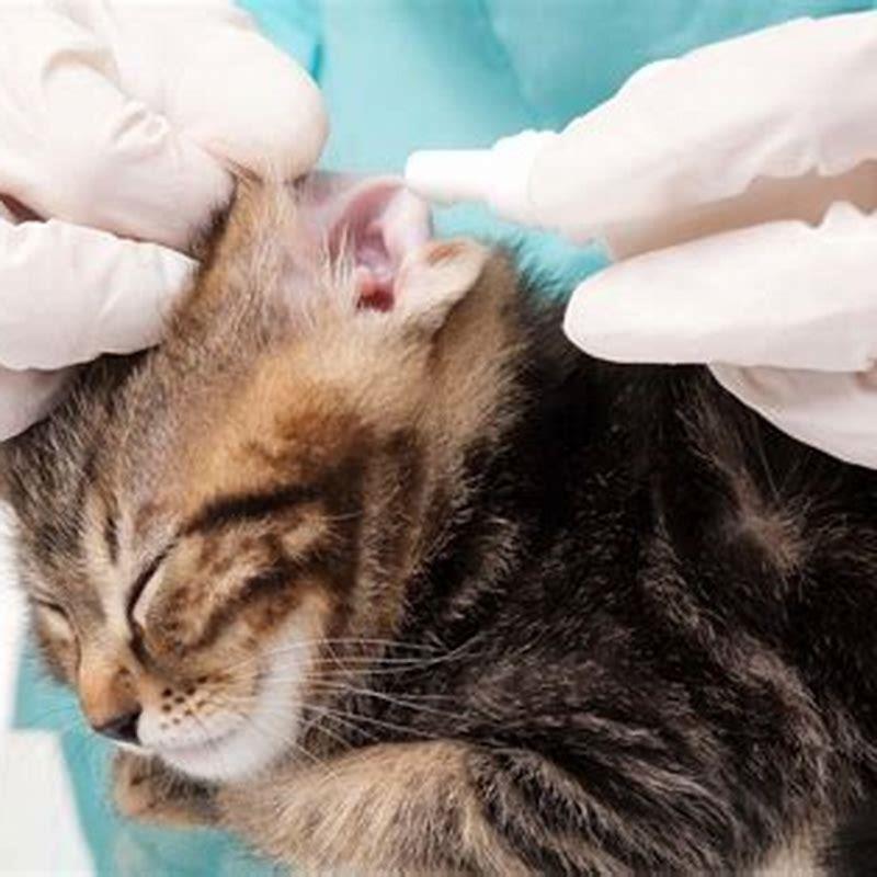 what-causes-ear-mites-in-indoor-cats-diy-seattle