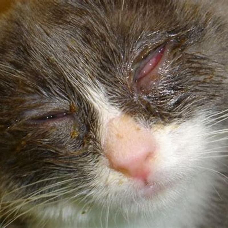 what-causes-feline-herpes-diy-seattle