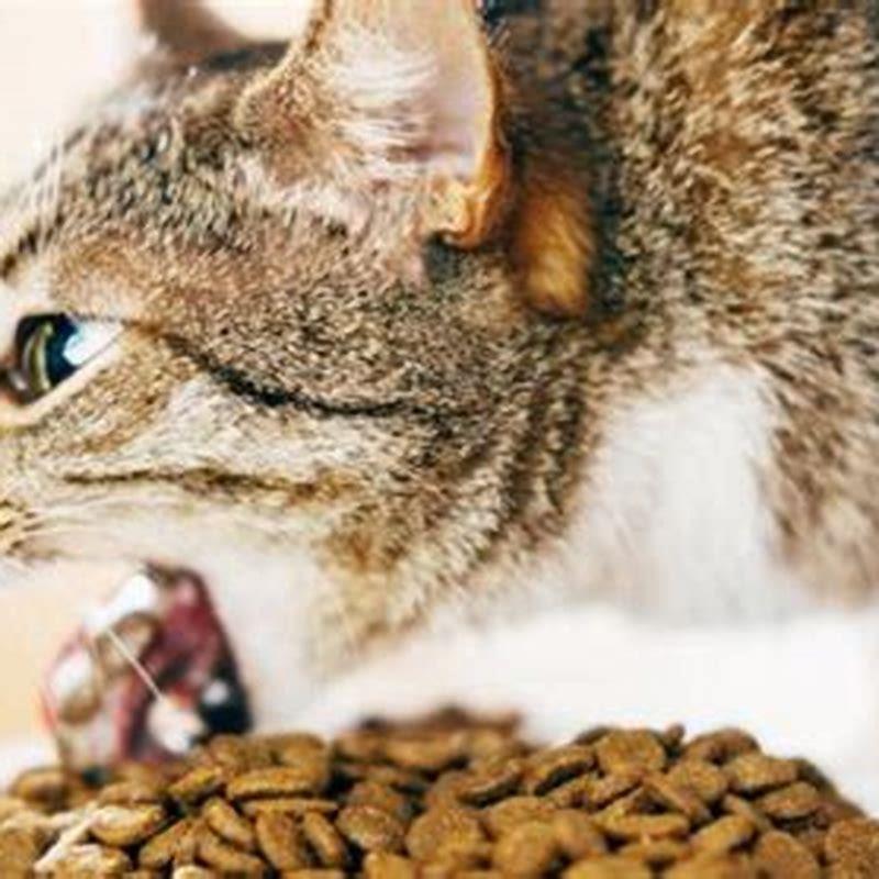 What causes multiple cats to throw up? DIY Seattle