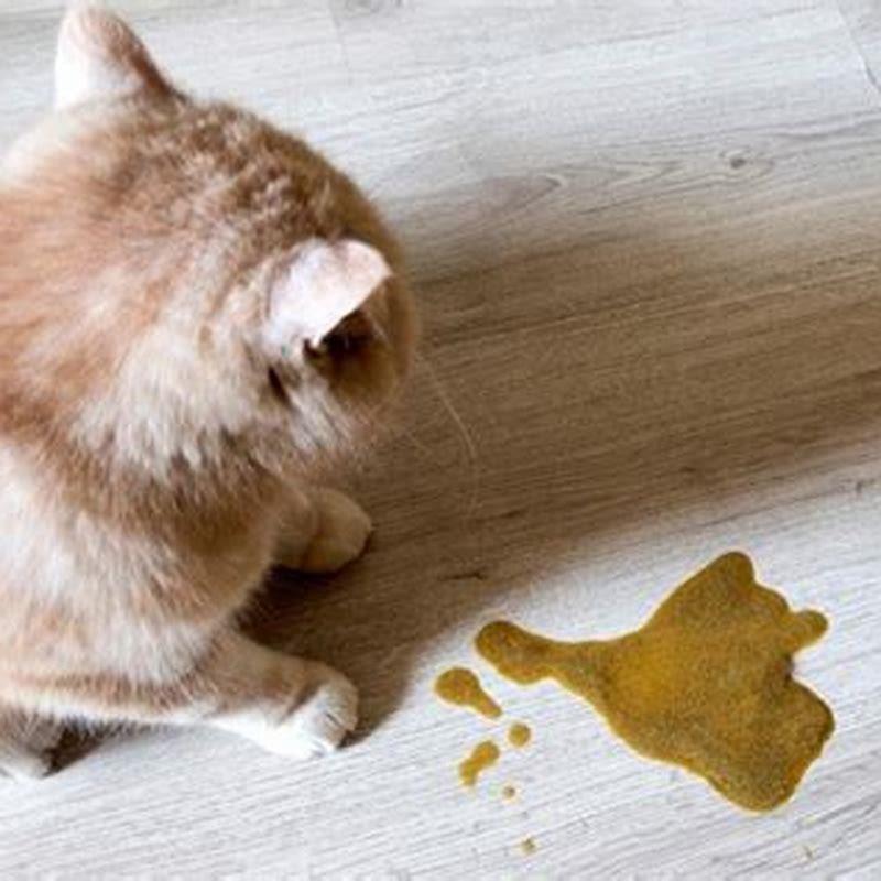 How Often Is It Ok For A Cat To Throw Up