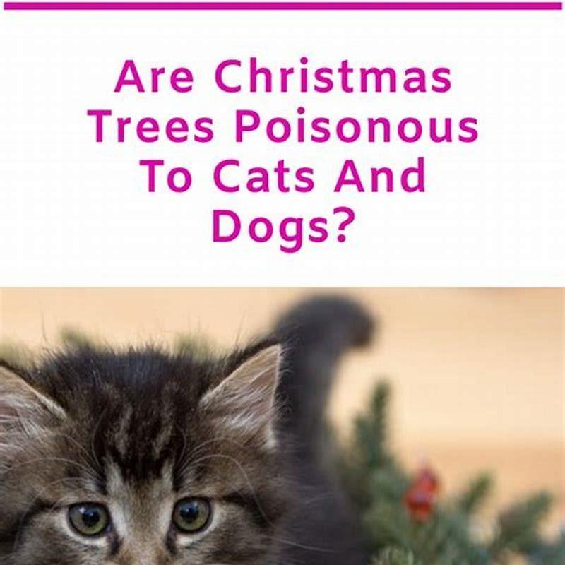 What Christmas trees are toxic to cats? DIY Seattle