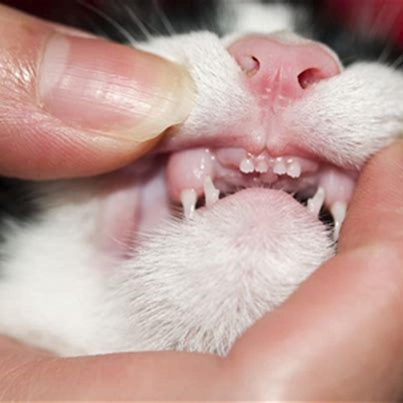 Do Cats Teeth Grow As They Get Older