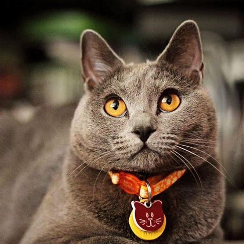 what-color-cat-is-the-friendliest-diy-seattle