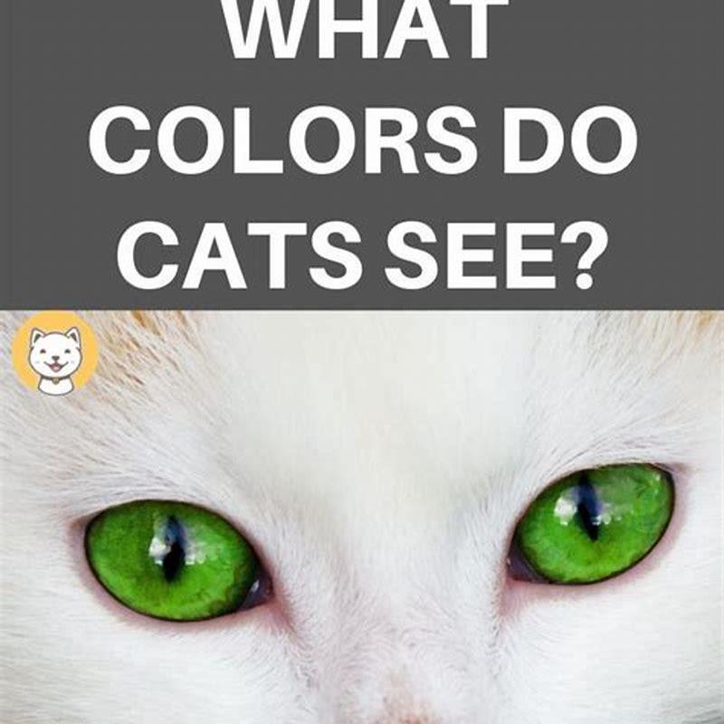 What colors do cats recognize? - DIY Seattle