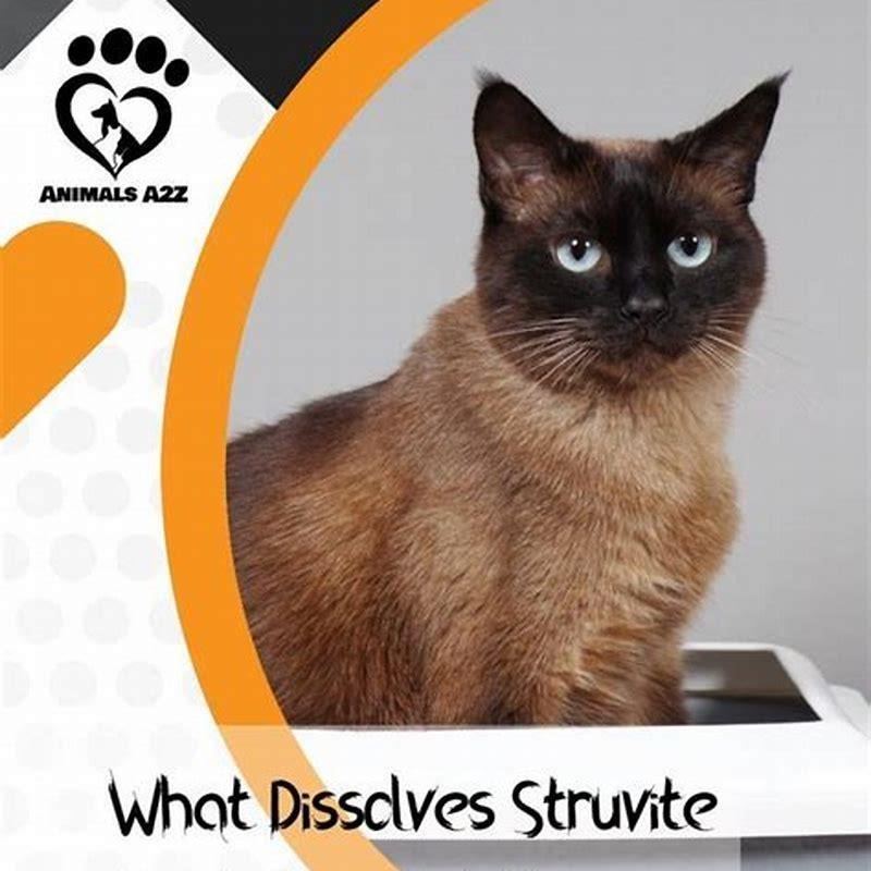 what-dissolves-struvite-crystals-in-cats-diy-seattle