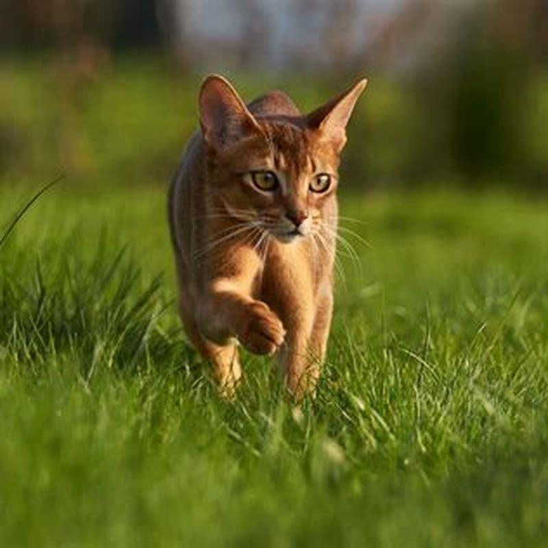 What do Abyssinian cats look like?
