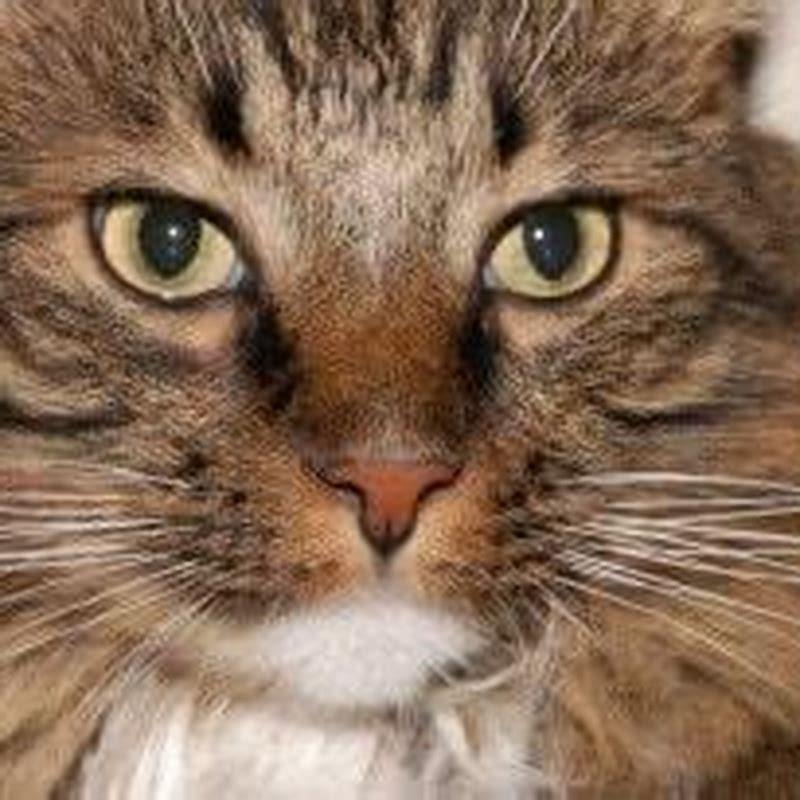 What do cats see that humans dont?