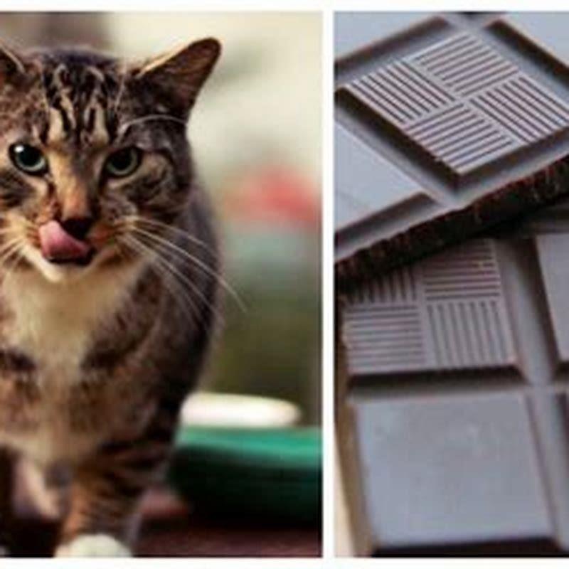 What do I do if my cat eats chocolate?