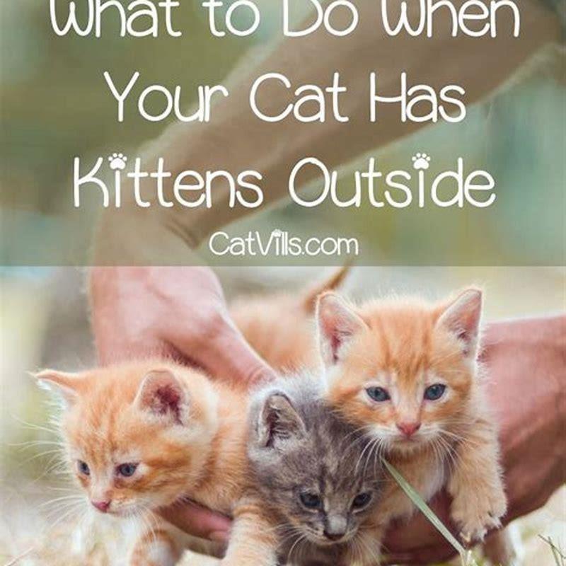 what-do-i-do-when-my-cat-has-kittens-outside-diy-seattle