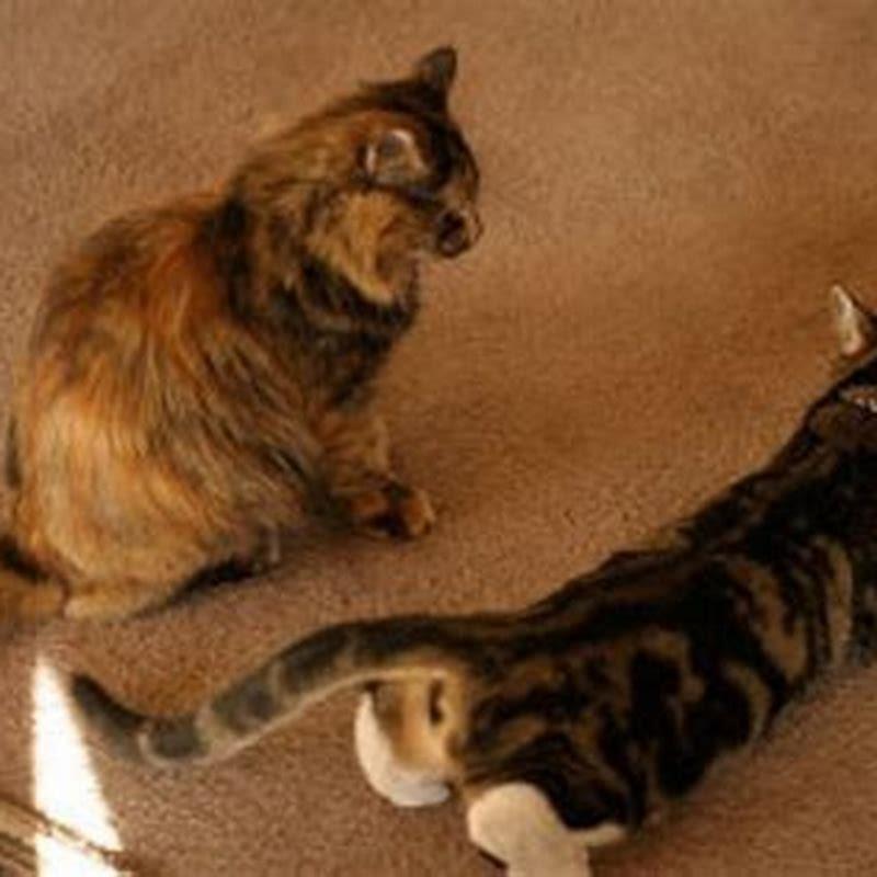 how-to-stop-a-cat-from-peeing-on-carpet-trusted-since-1922