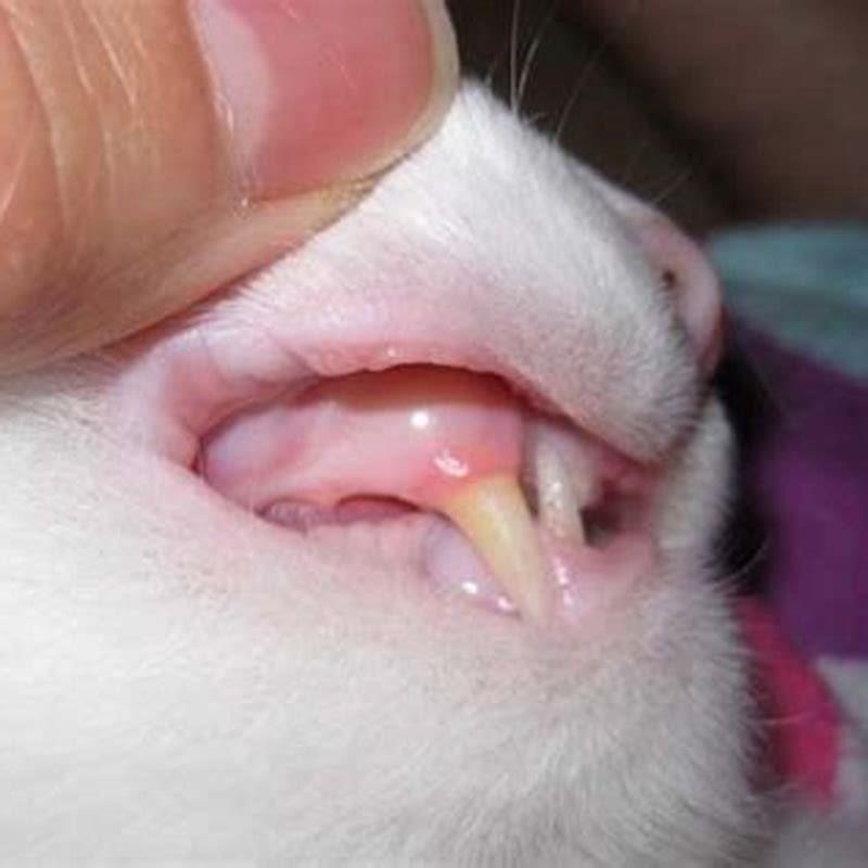 What Do Pale Gums Look Like On A Cat