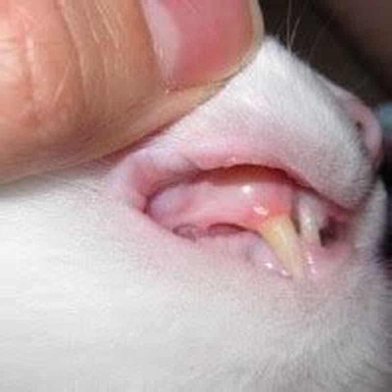 What Do Sick Cat Gums Look Like DIY Seattle