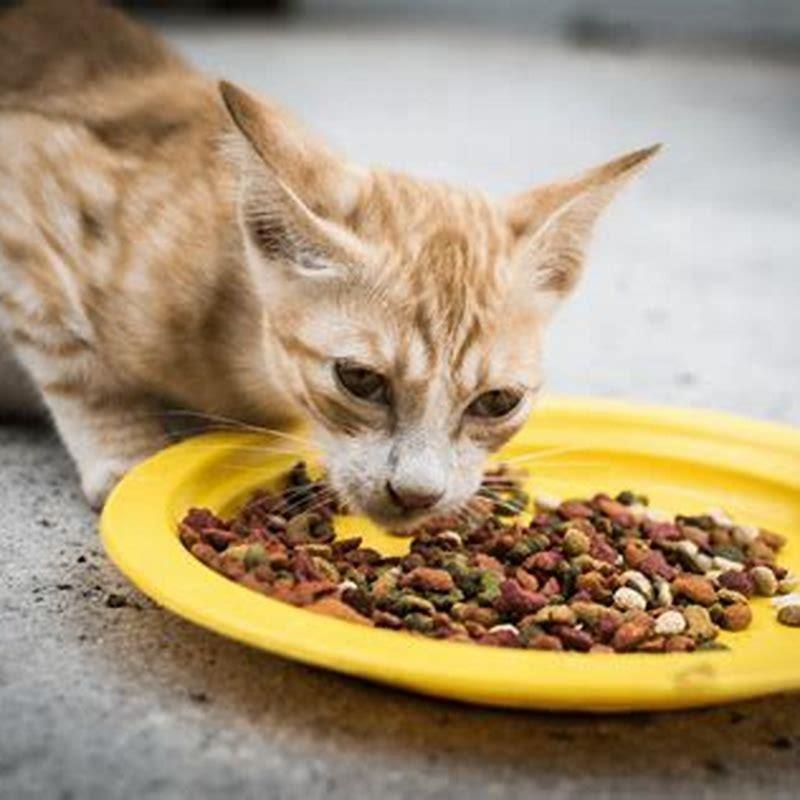 What Do Vegan Cats Eat DIY Seattle