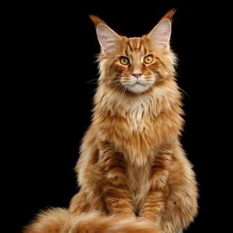 What do you call a orange cat?