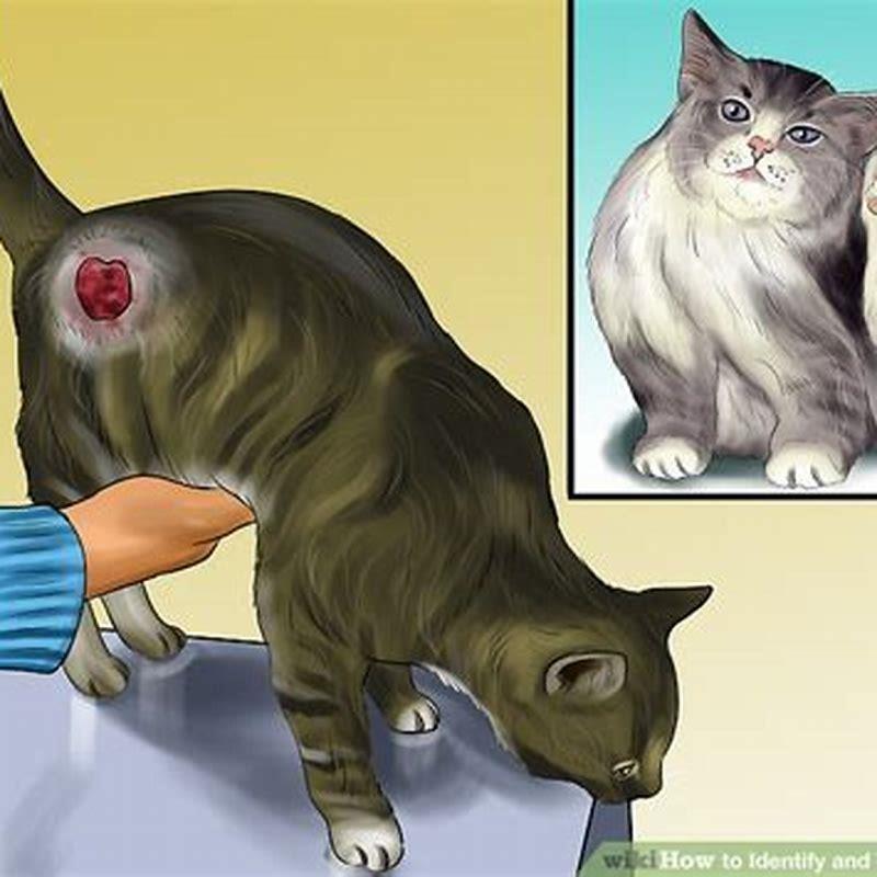 what-do-you-do-if-your-cat-has-a-botfly-diy-seattle