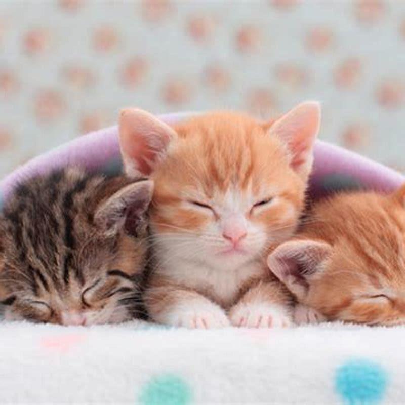 What does a cats dream look like?