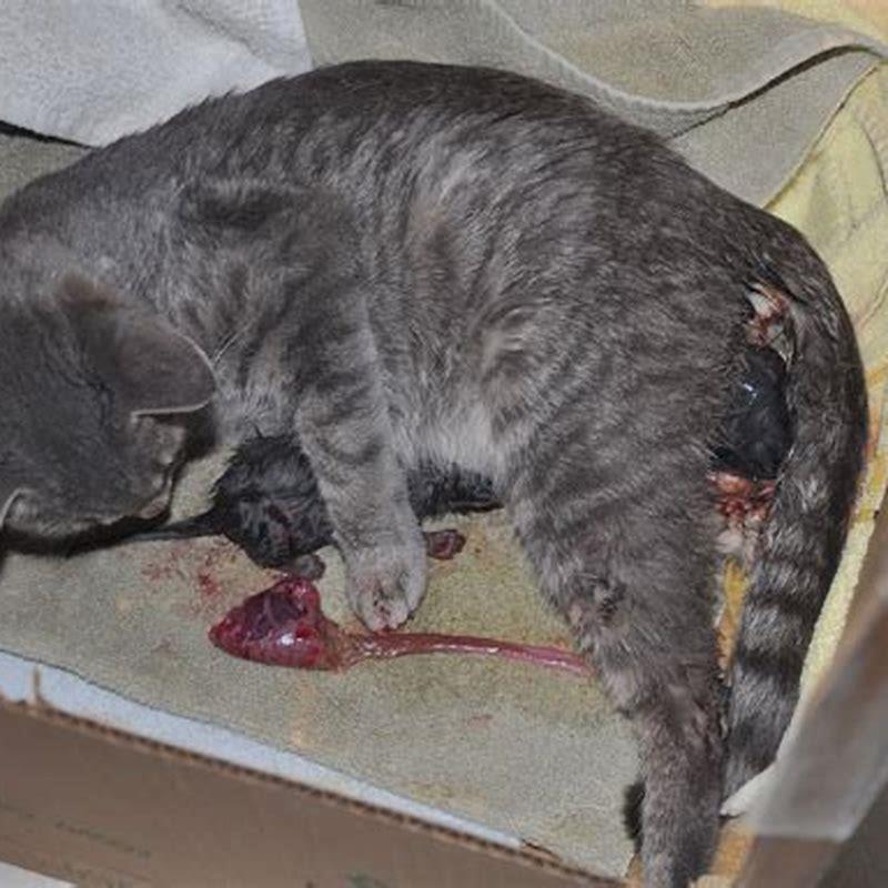What does a placenta look like in a cat?