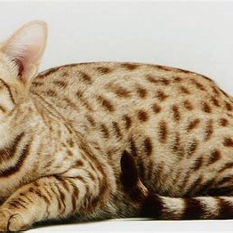 what-does-an-ocicat-cost-diy-seattle