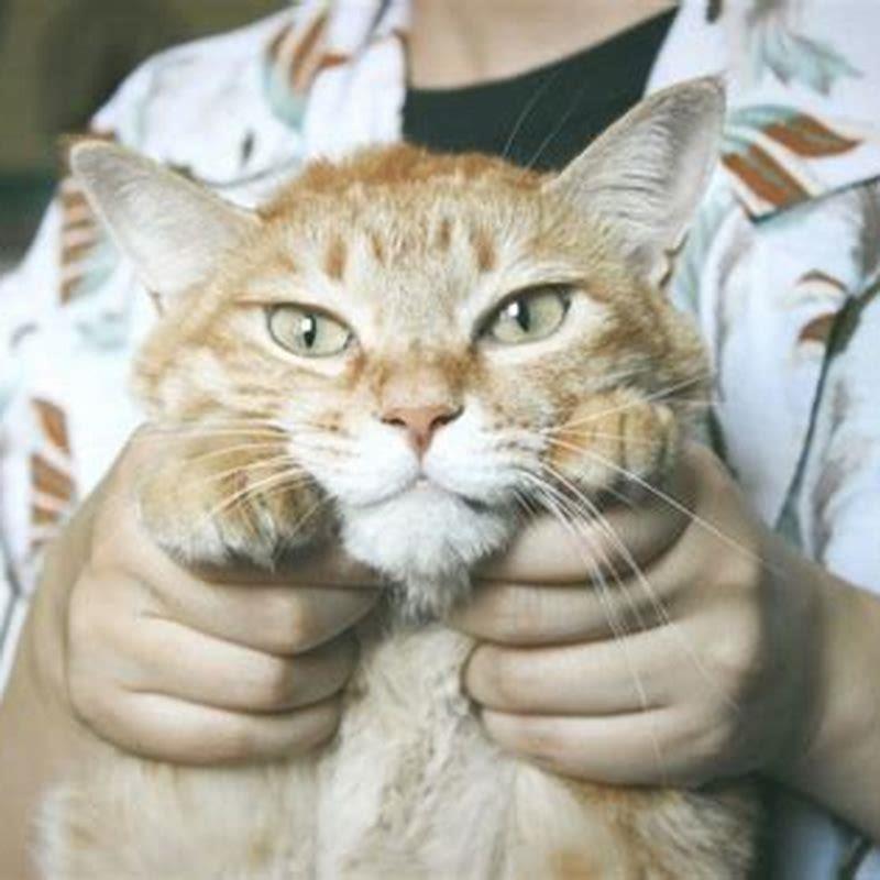 What does cat hate most?