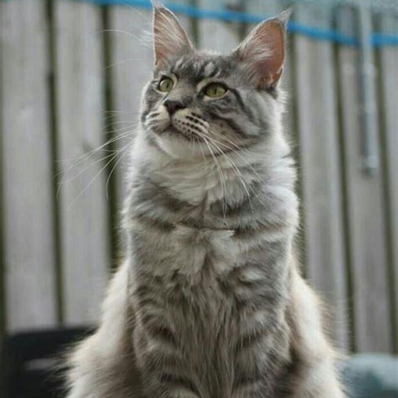 What Does CH Stand For In Cats DIY Seattle