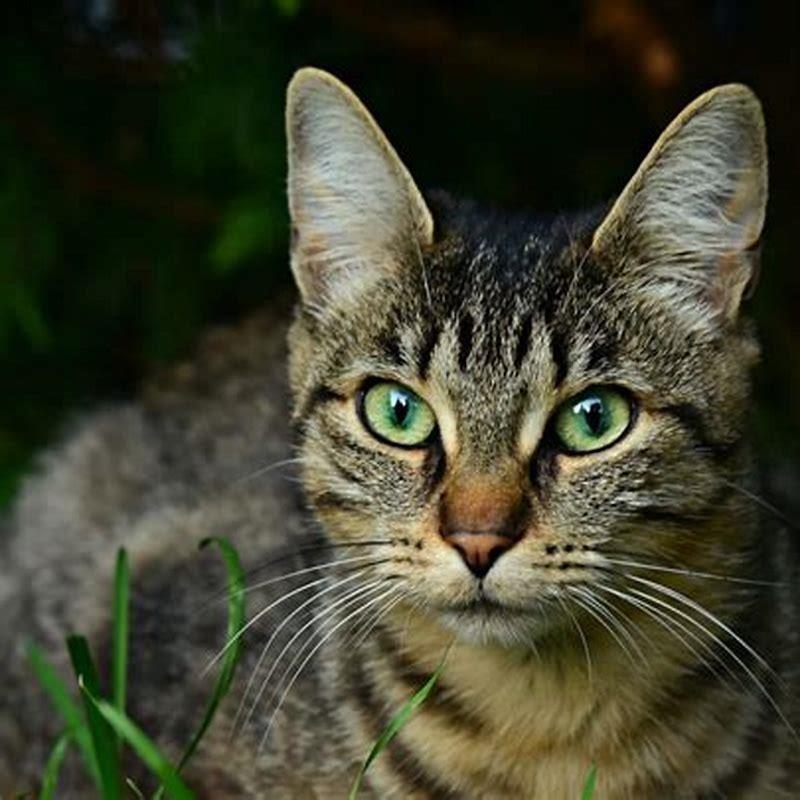 What does it mean if my cat is shivering?
