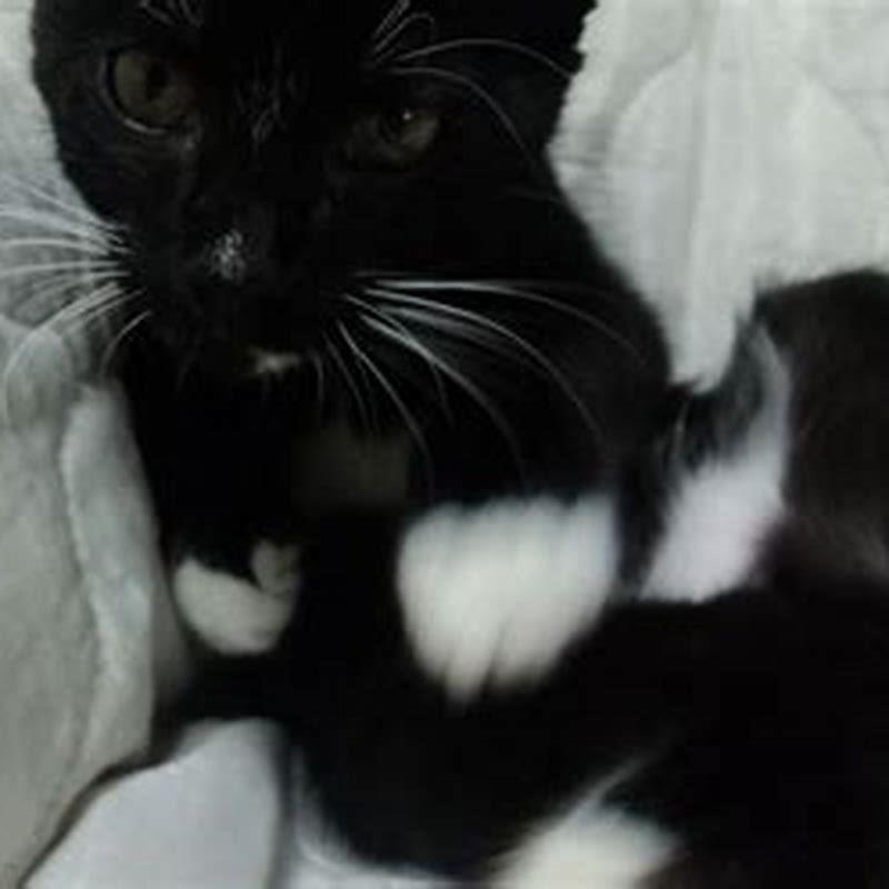What does it mean if you keep seeing cats?
