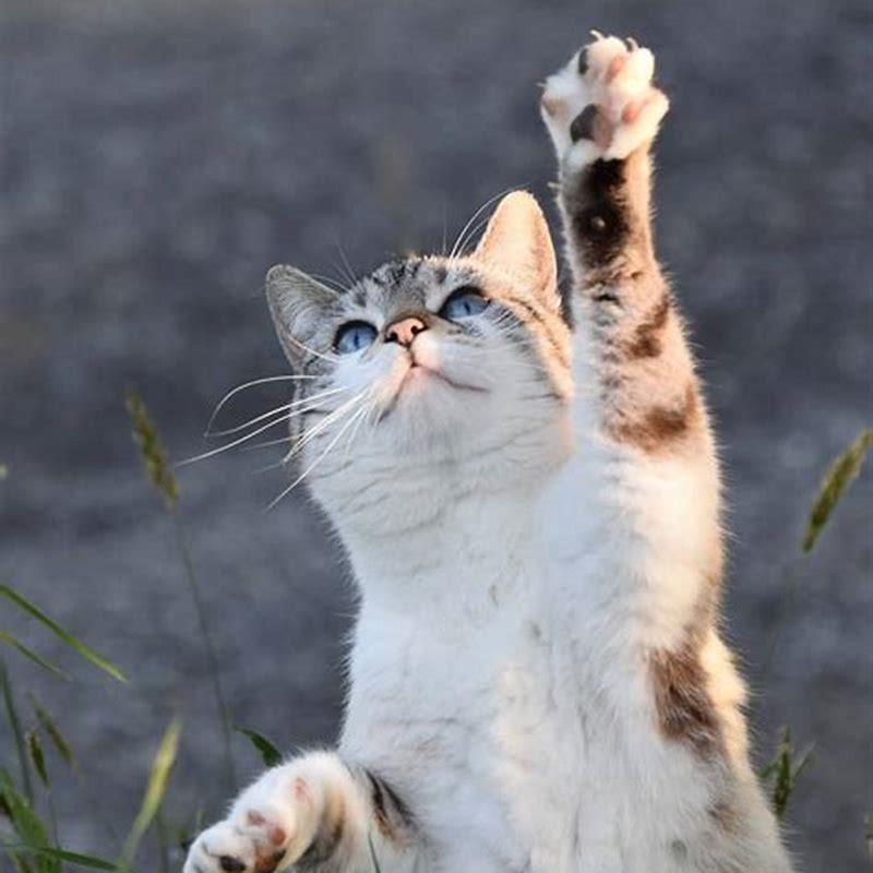 What does it mean when cats stand on their hind legs?