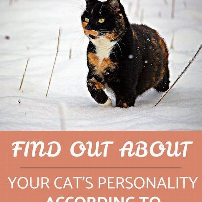 What does it say about your personality if you like cats?