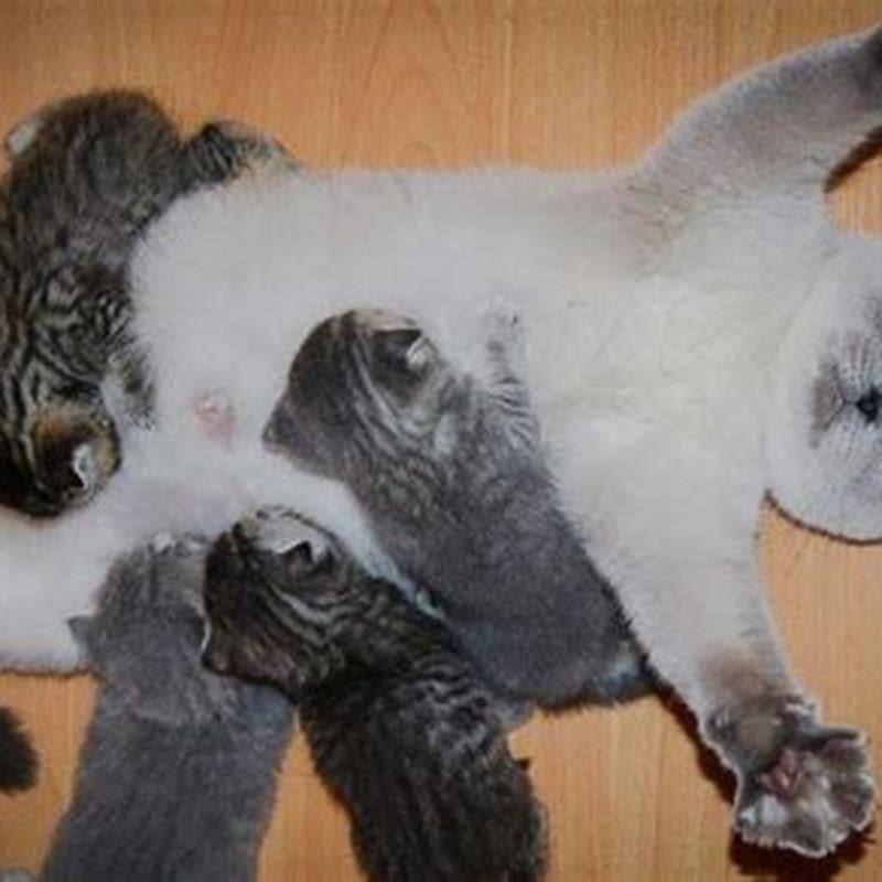 What does suckling mean for a cat?