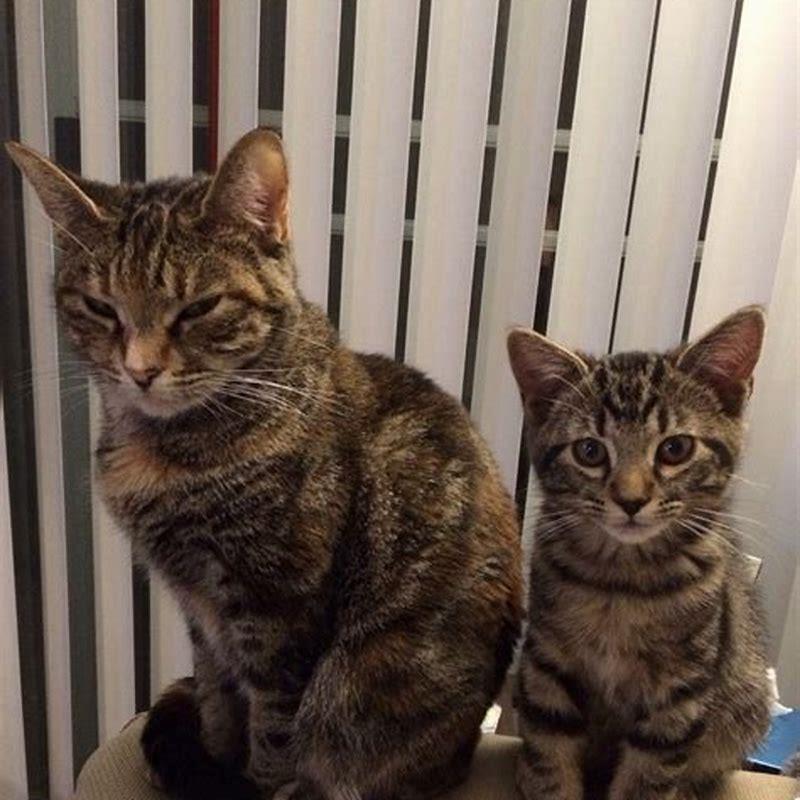 What family are cats in?