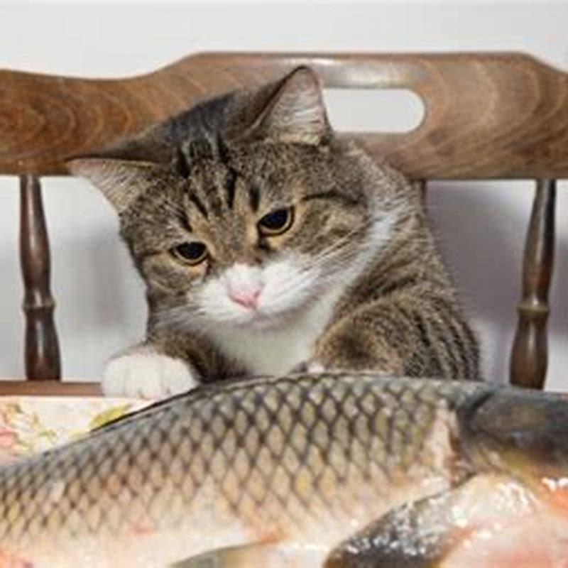 what-fish-can-cats-not-have-diy-seattle