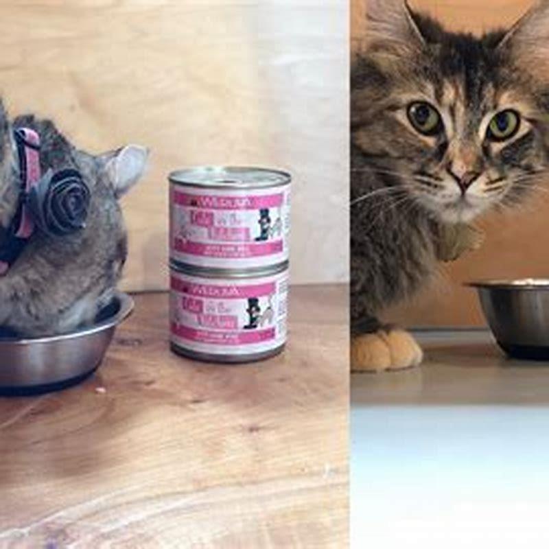 What flavor of cat food do cats like? DIY Seattle