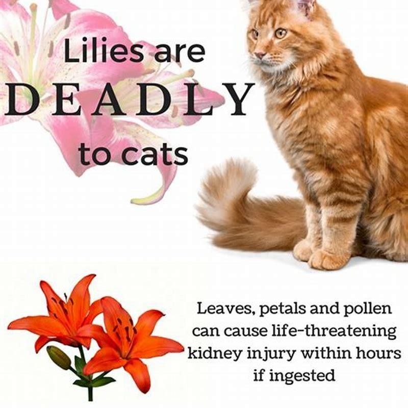 what-flowers-can-kill-cats-diy-seattle