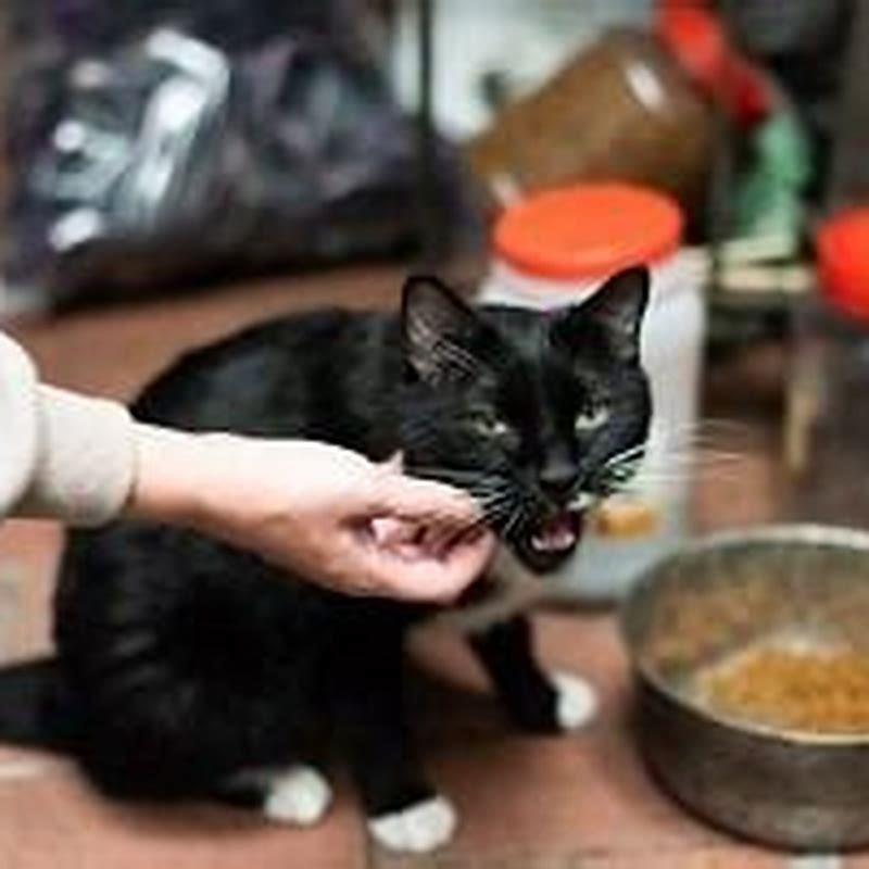 What Food Can You Give To Stray Cats DIY Seattle