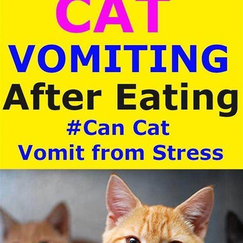 what-causes-vomiting-in-cats-after-eating-diy-seattle